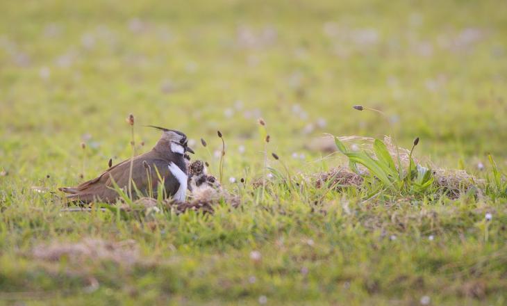 Inzet op toename van broedvogels